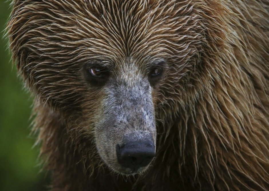 Медведь с длинной мордой