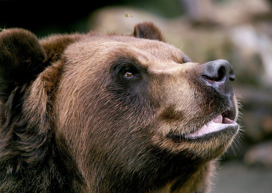 Гигантский муравьед крупнейший хищник Южной Америки