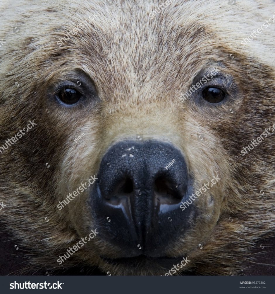 Медведь с длинным носом