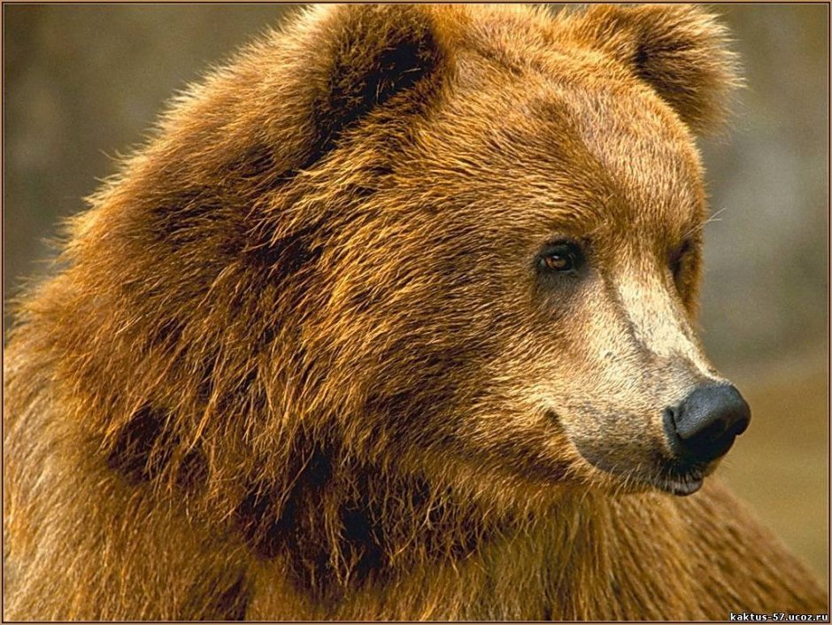 Бируанг или малайский медведь
