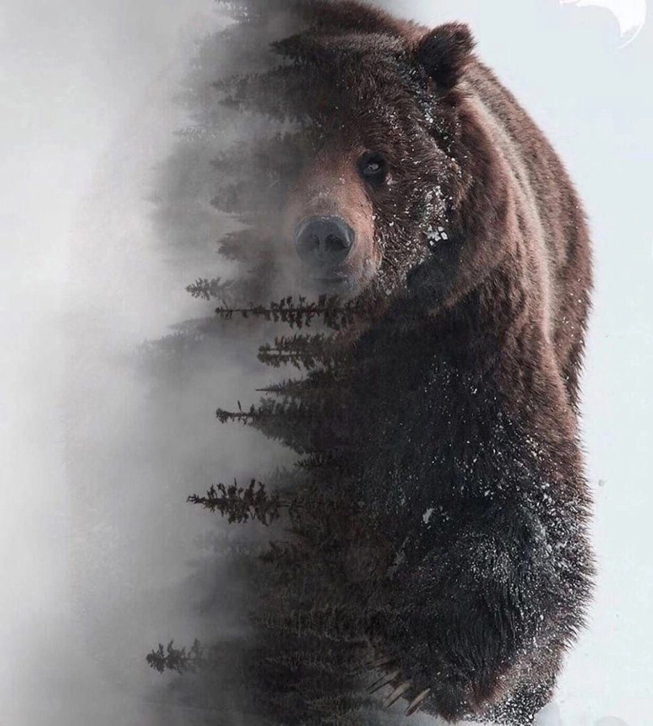 Гигантский муравьед крупнейший хищник Южной Америки