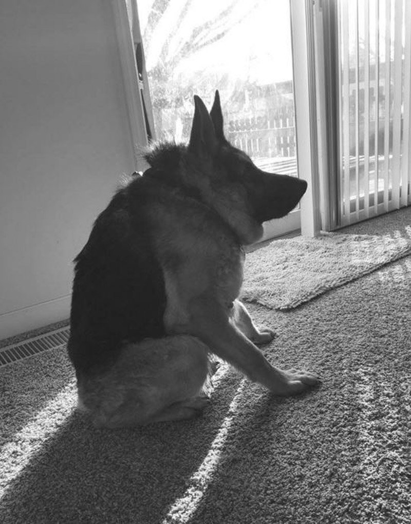 Сутулая овчарка