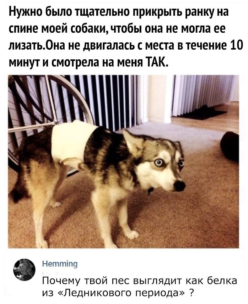 Овчарка Квазимодо