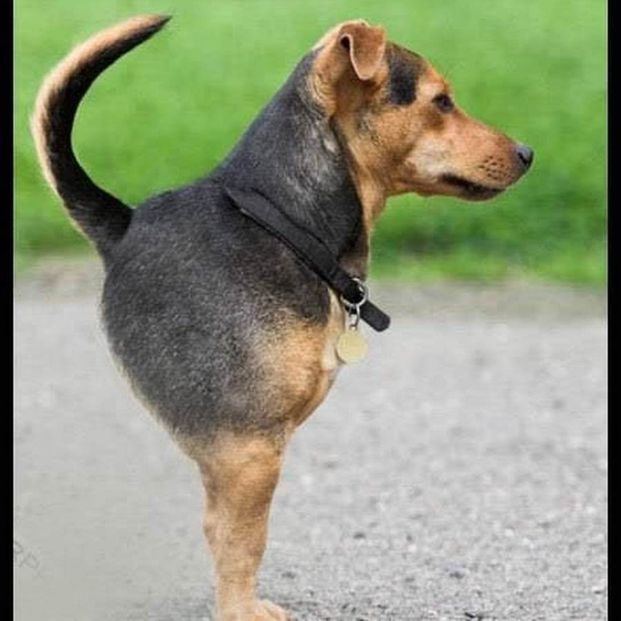 Бультерьер на закате