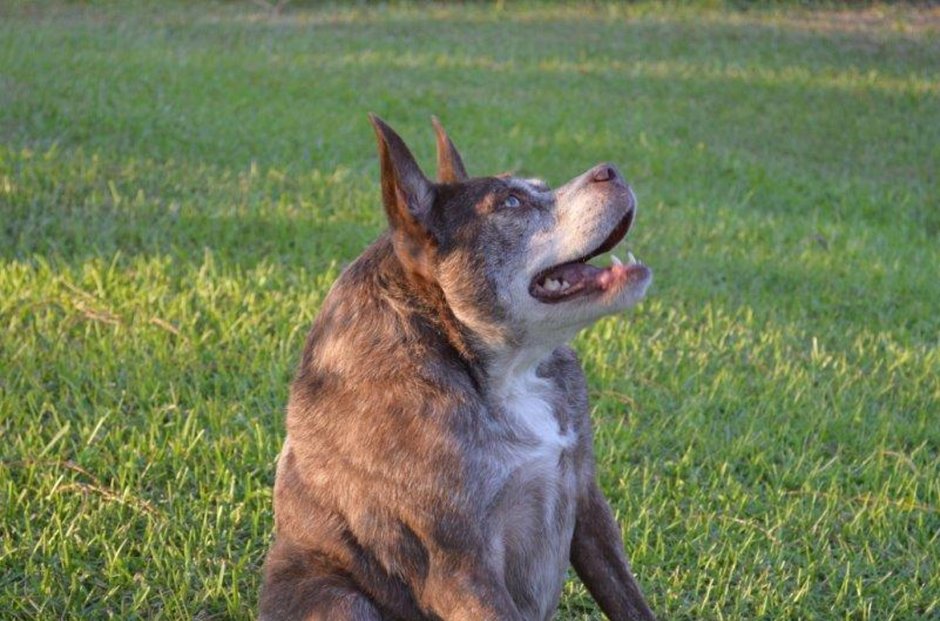 Пёс Квазимодо овчарка