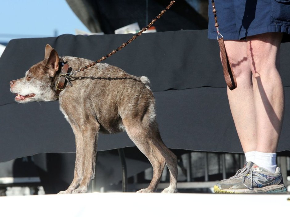 Самая худая собака в мире