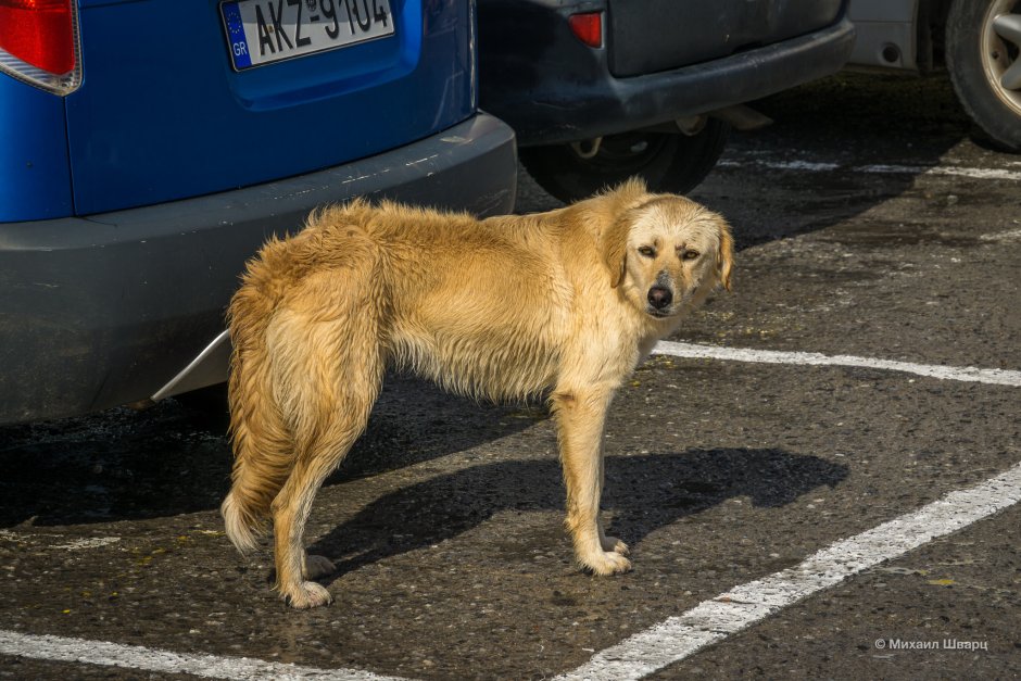 Немецкая овчарка с коротким позвоночником