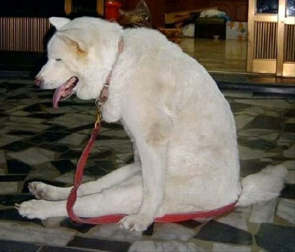 Немецкая овчарка Квазимодо