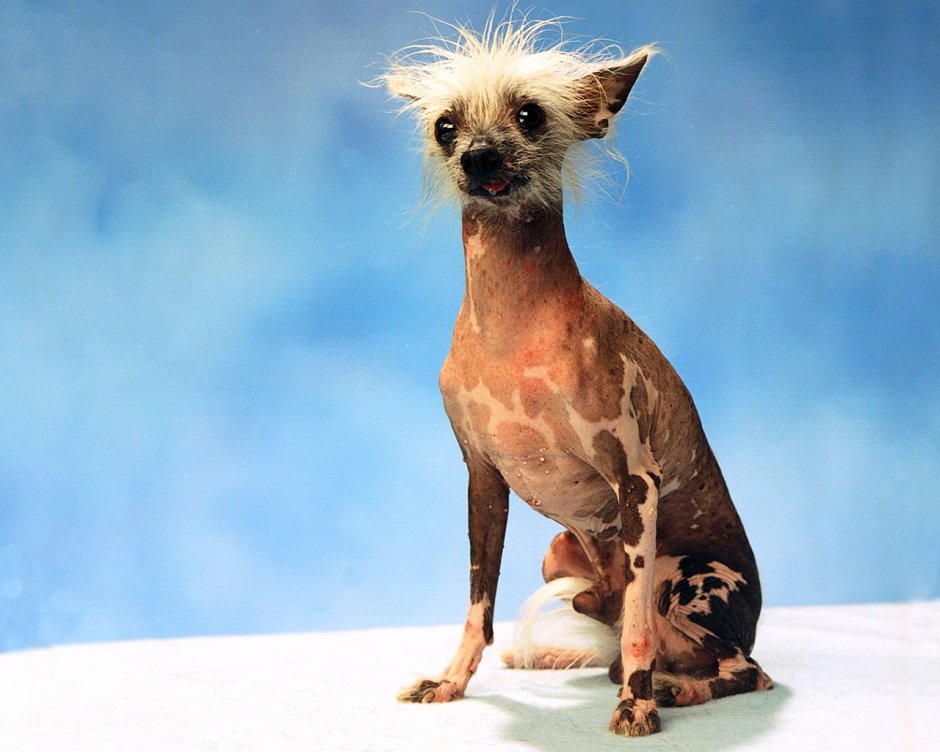 Фото сутулой собаки прикол