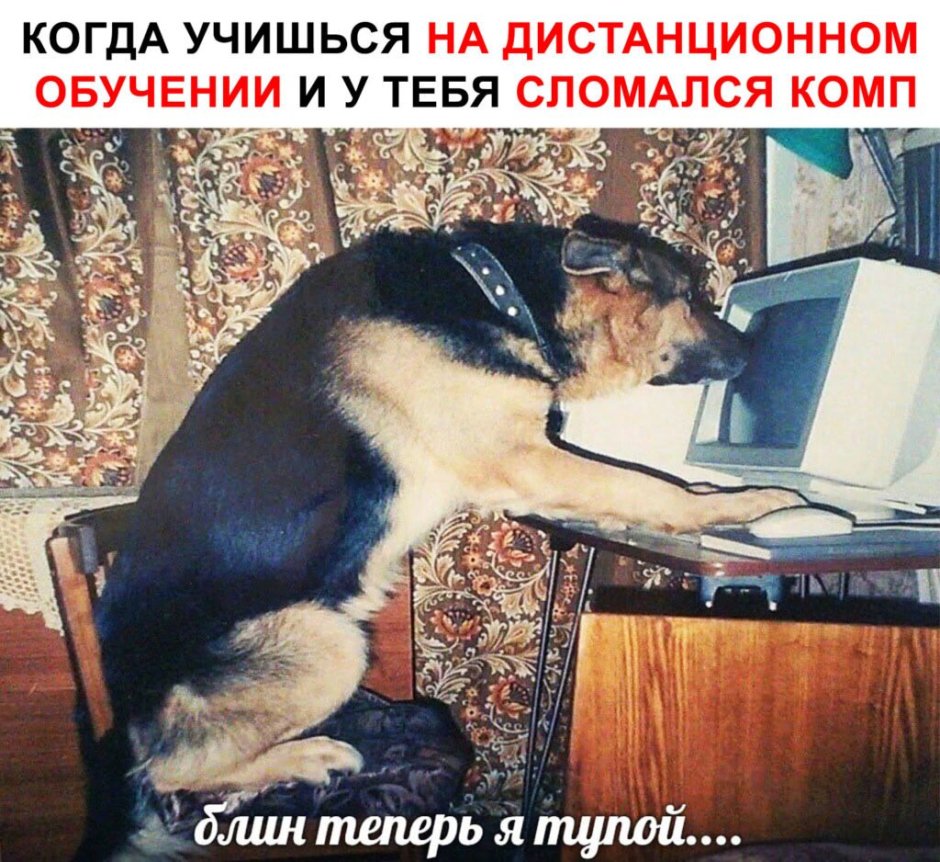 Собака без шеи