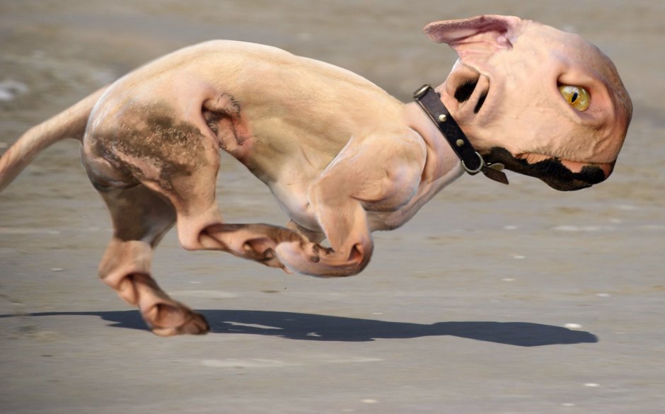 Собака с коротким хвостом