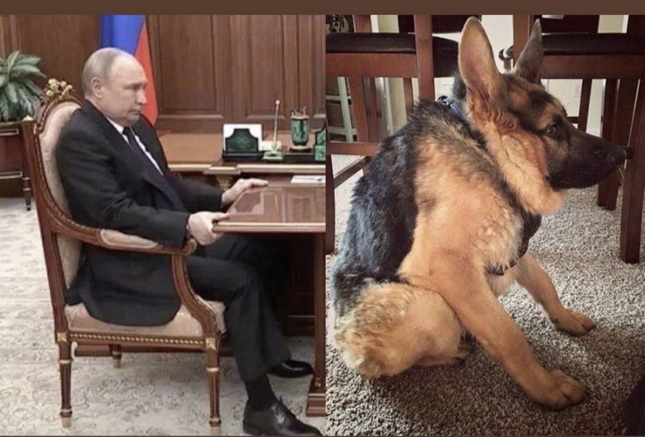 Собака сутулая 2022