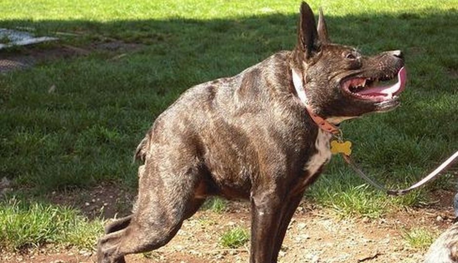 Собака за компьютером