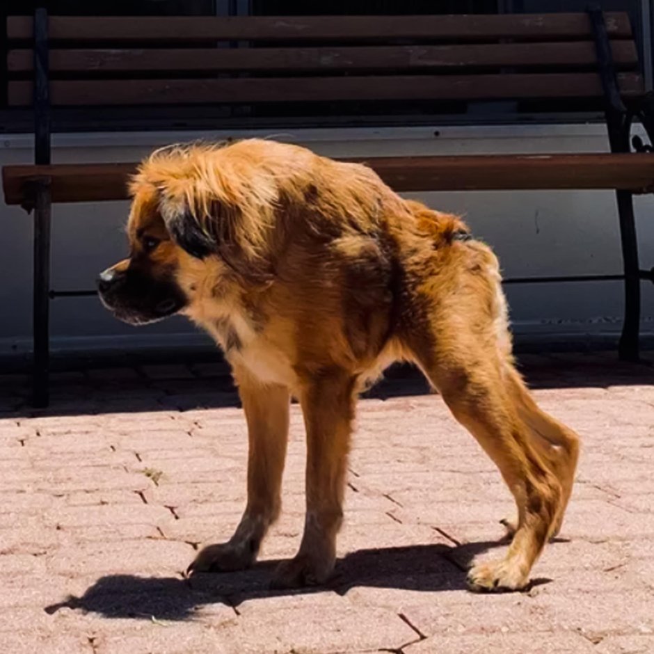 Сутулая собака Квазимодо