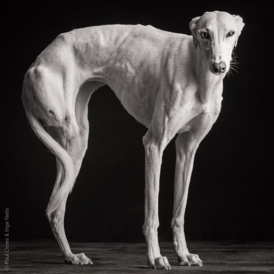 Как выглядит собака сутулая