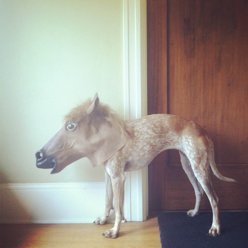 Китайская хохлатая лысая