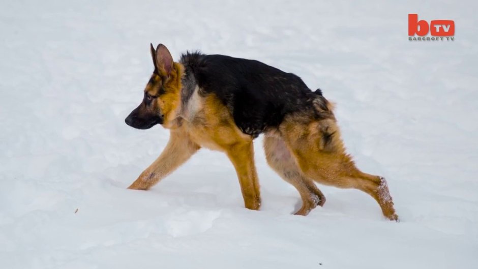 Собака гадит