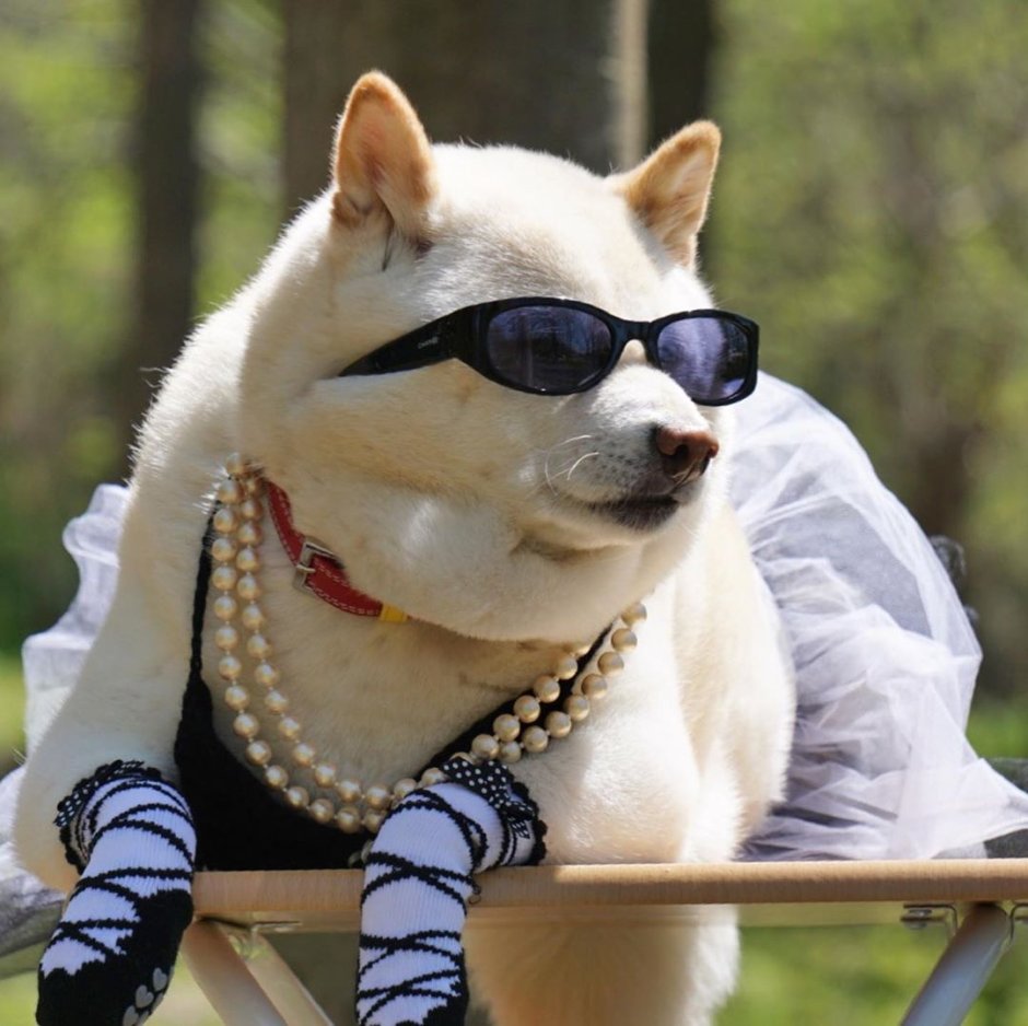 Английская борзая Уиппет