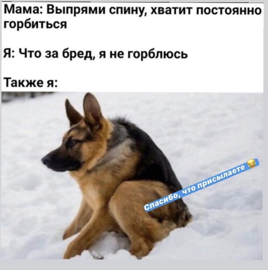 Голландская овчарка Квазимодо