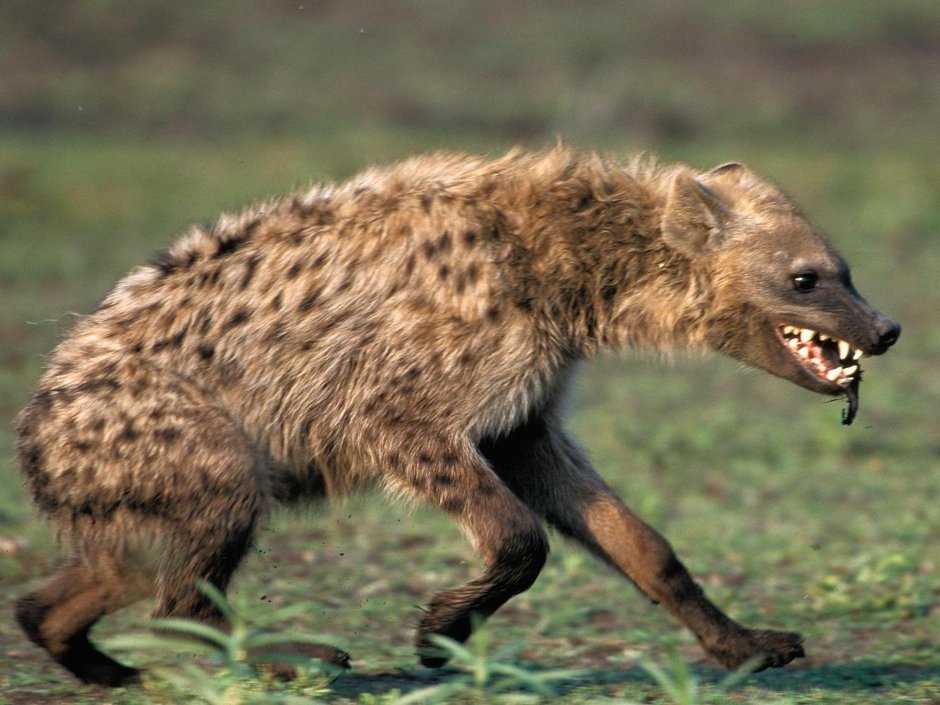 Собака сутулая