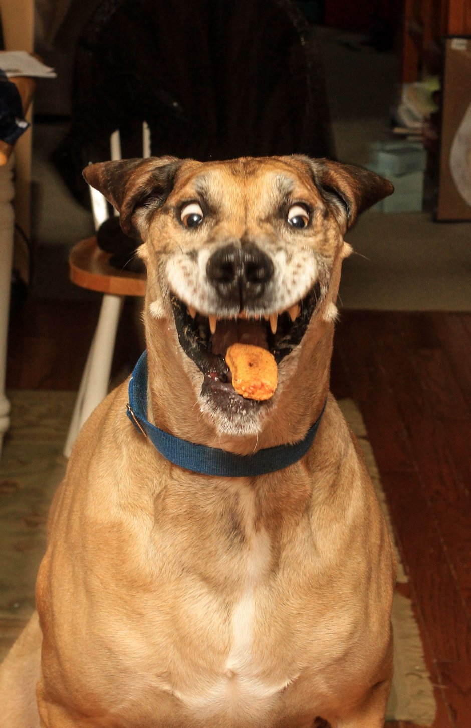 Теневой волк