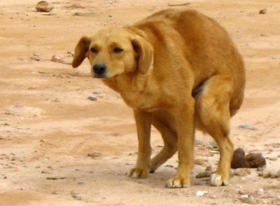 Сутулая собака Квазимодо