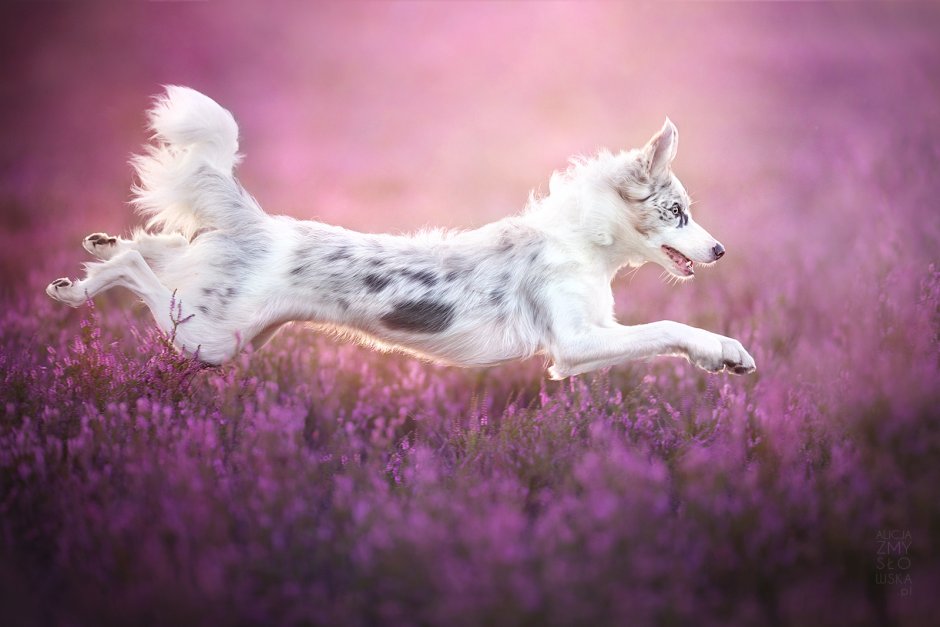 Бордер колли короткошерстный