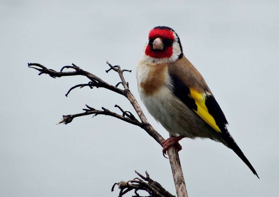 Сибирская чечевица Carpodacus roseus