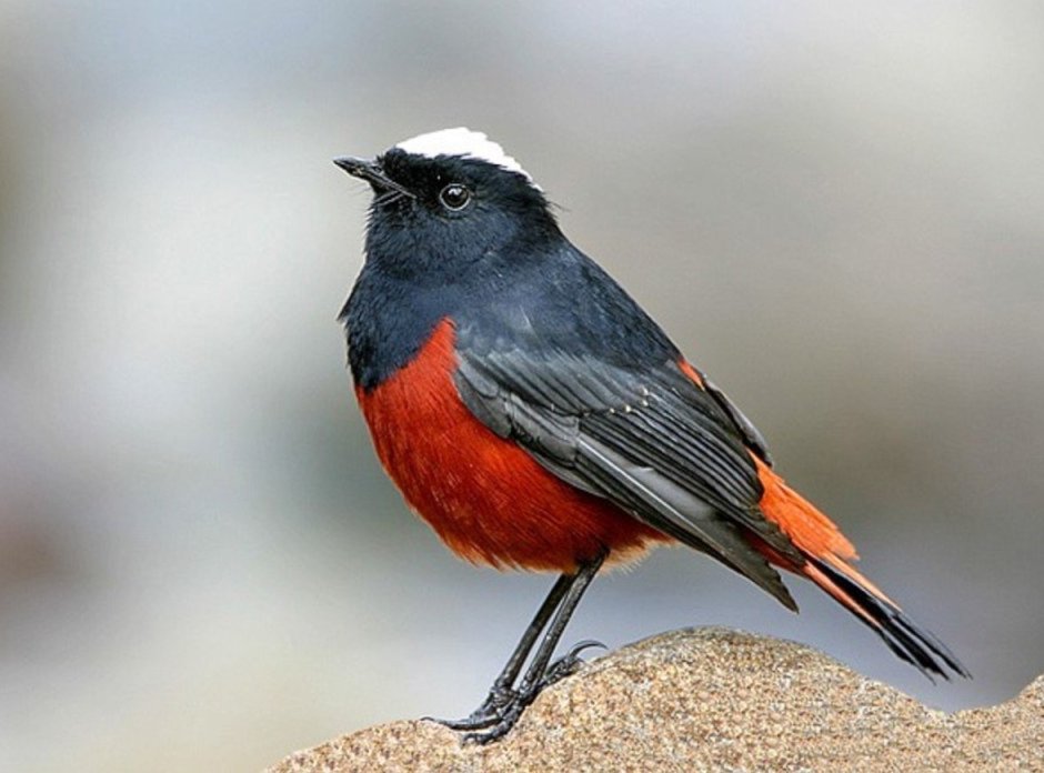 Carpodacus ferreorostris