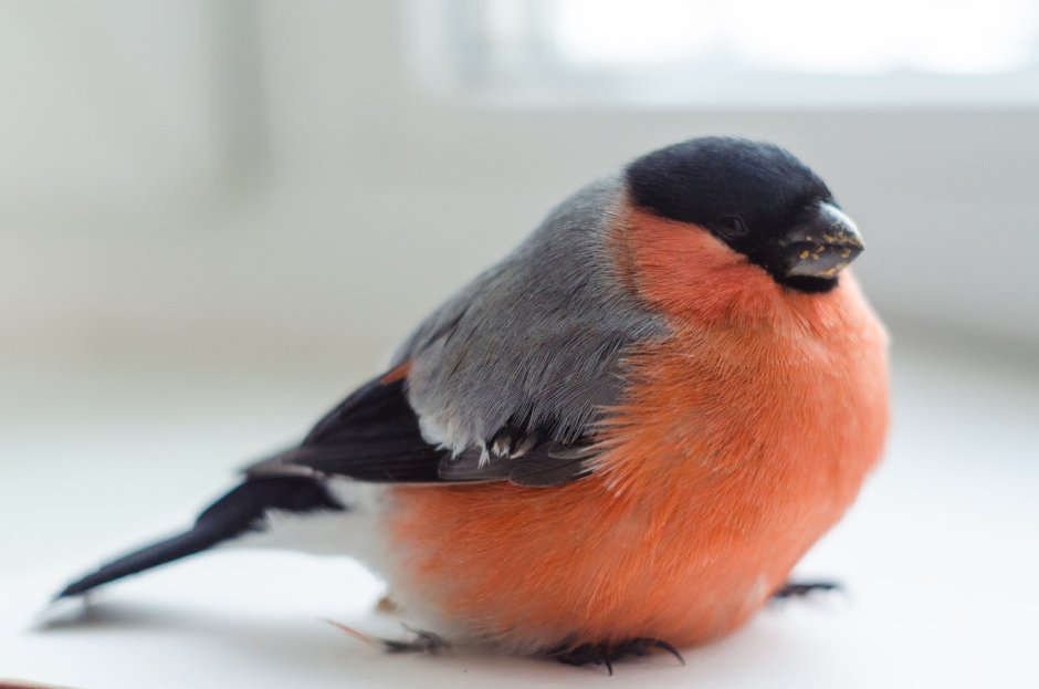 Red Bishop птица
