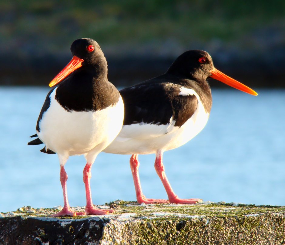 Haematopus ostralegus