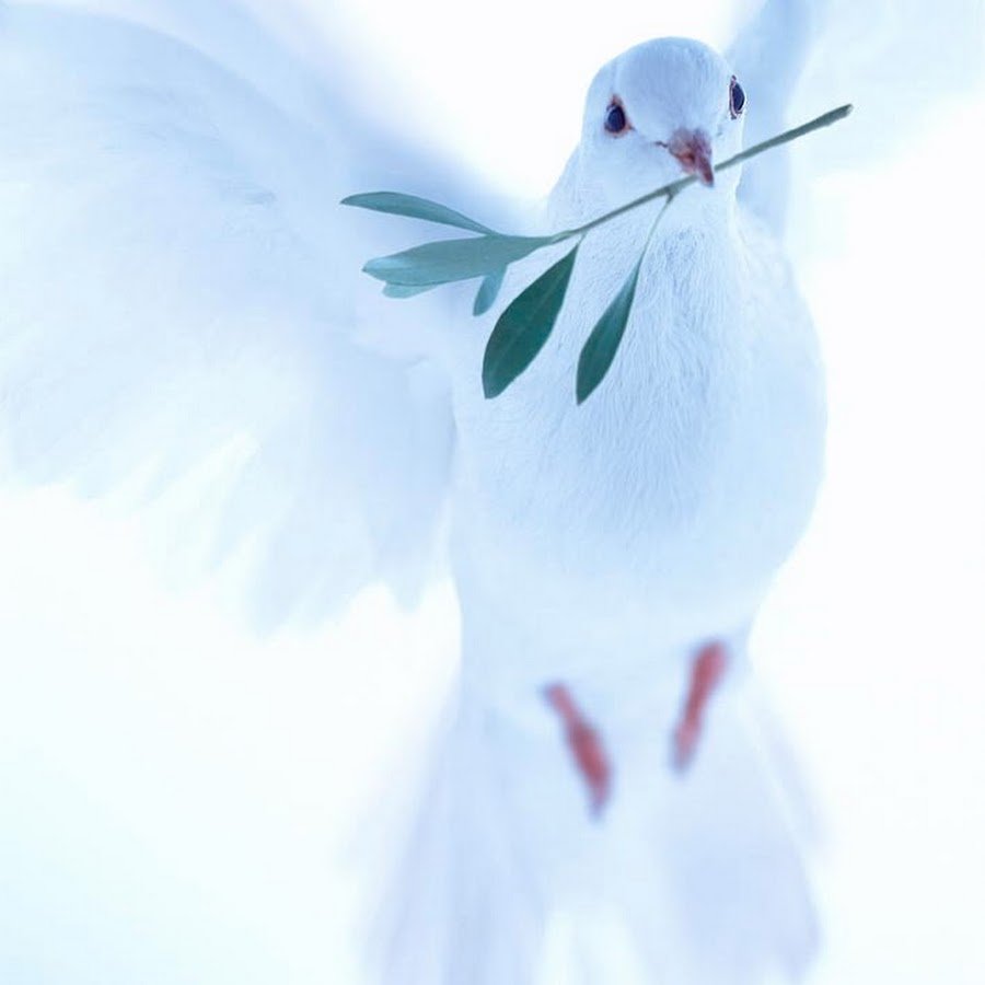 Голубь с веточкой