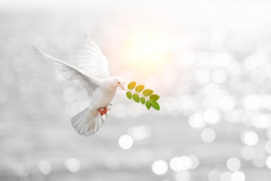 Голубка с веточкой в клюве