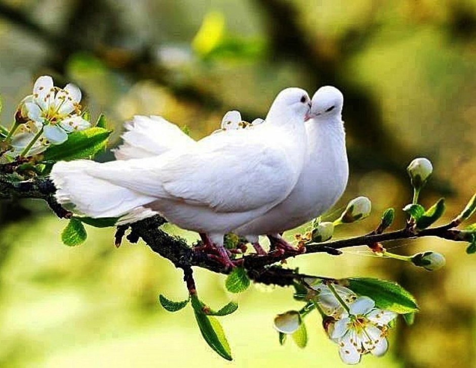 Голубь с веточкой