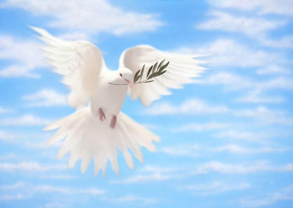 Голубь мира с веточкой