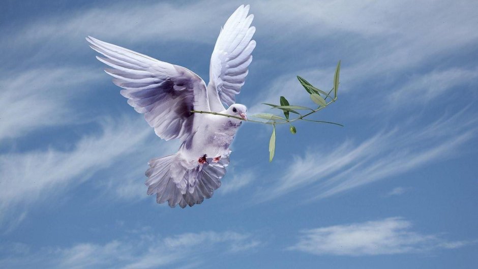 Голубь символ мира с веточкой