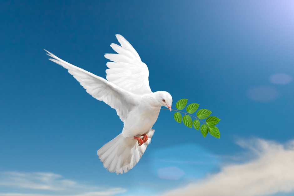 Белый голубь мир