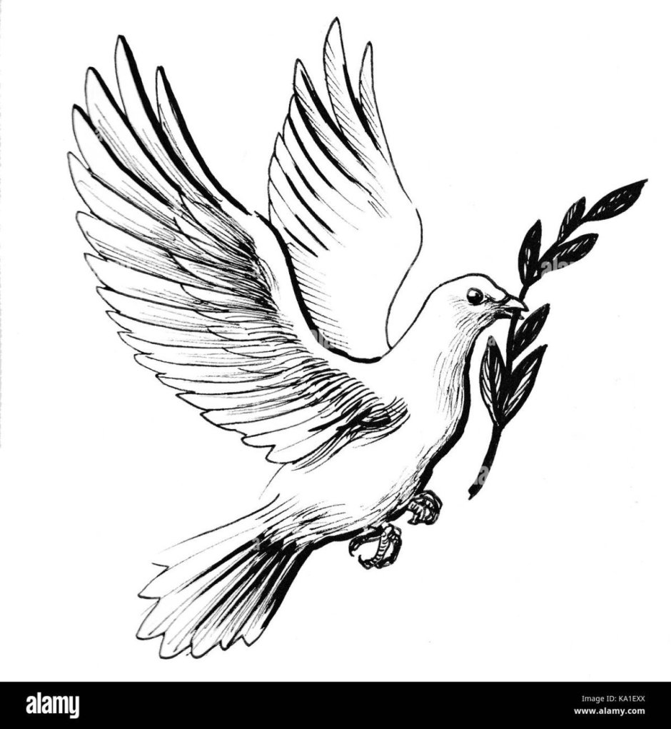 Голубь с веточкой эскиз