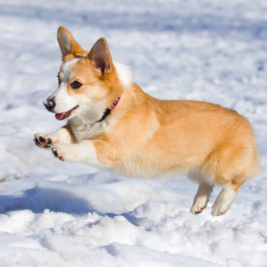 Коротколапые овчарки метисы