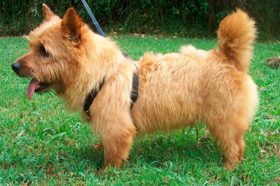 Трампингтон терьер