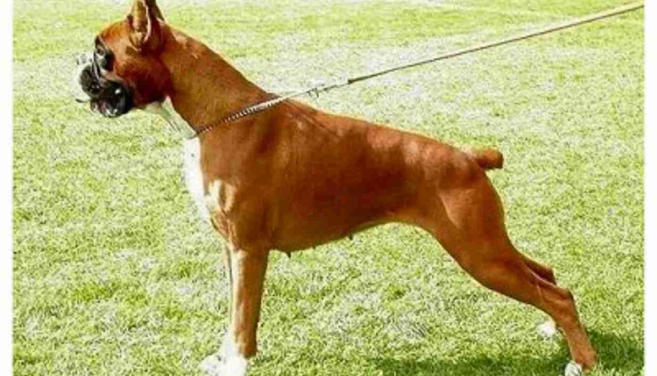 Немецкий боксер с купированными ушами