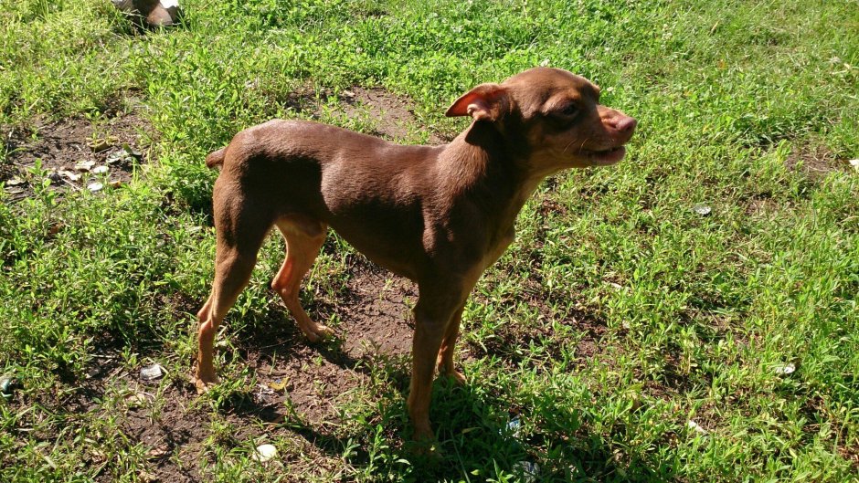 Коричневый терьер