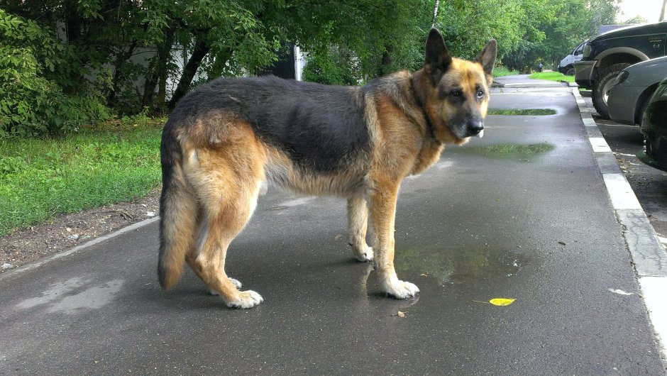 Немецкая овчарка хвост