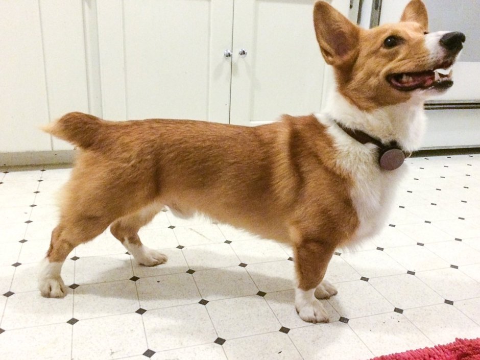 Вельш корги пемброк бобтейл