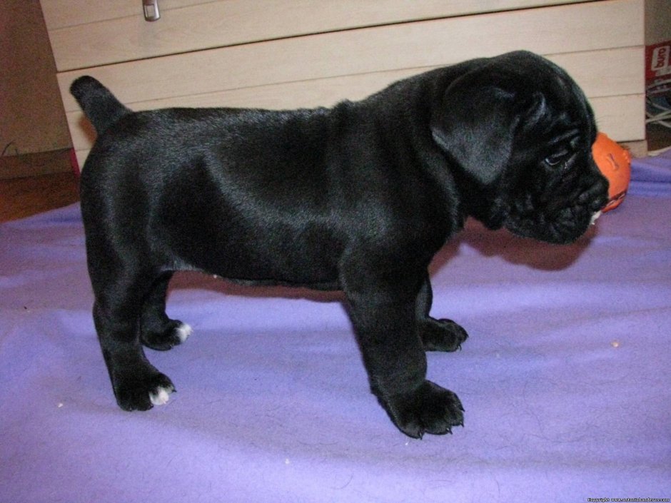 Ризеншнауцер и Кане Корсо