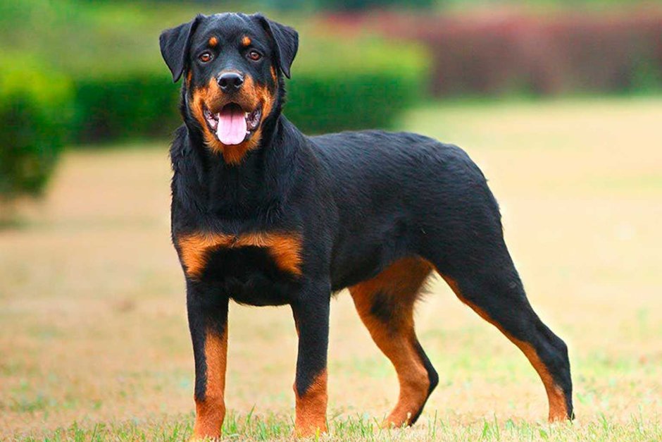 Форбруст у добермана