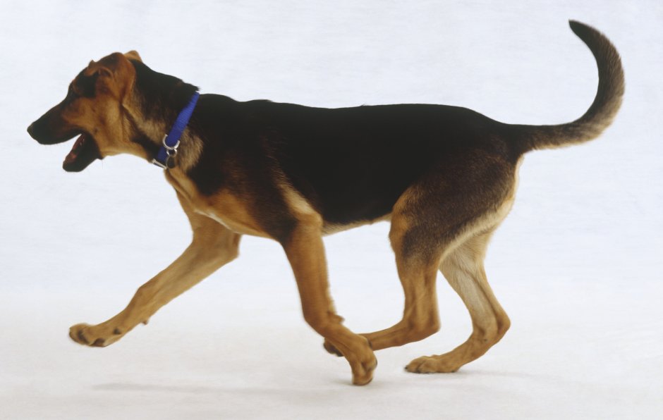 Хвост виляет собакой