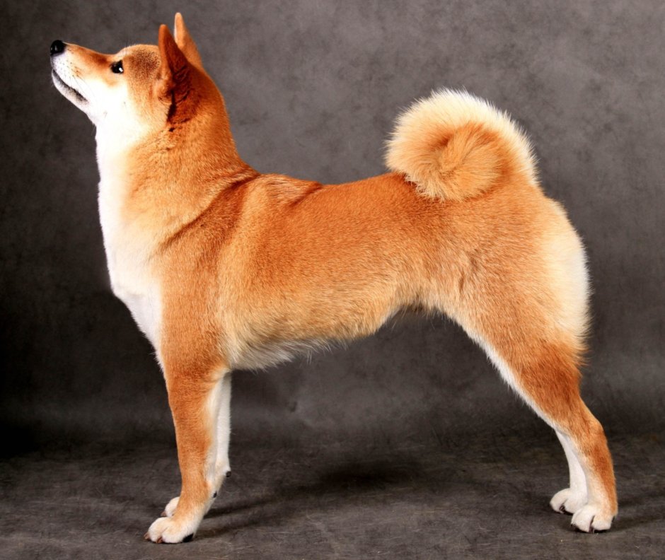 Сиба ину сбоку