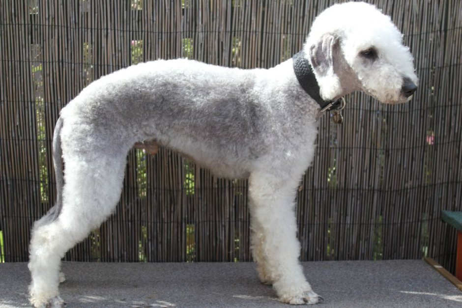 Маленькая черная собака порода