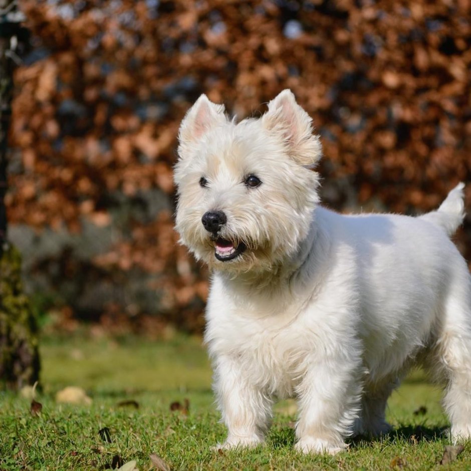 Вестхавент Вайт терьер